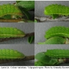 sat acaciae larva4 volg2